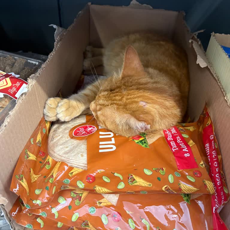 A101 Bağcılar Şubesinde Kedi Lavaş Üzerinde Hijyen Sorunu