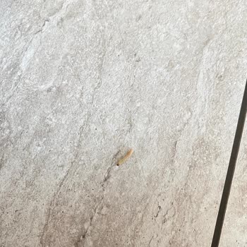 Dondurulmuş Patateste Kurt Çıktı: Şirketin Ürün Kalitesinde Ciddi Sorun