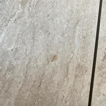Dondurulmuş Patateste Kurt Çıktı: Şirketin Ürün Kalitesinde Ciddi Sorun