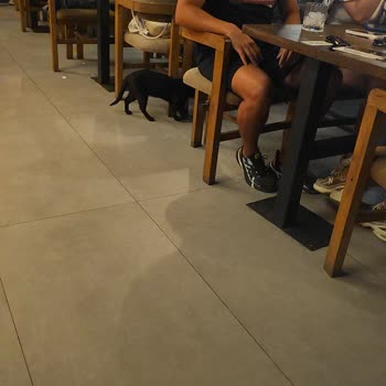 Ochi Çayyolu Koru Şubesinde Köpeğimizin Girişi Yasak, Çevrede Kediler Serbest