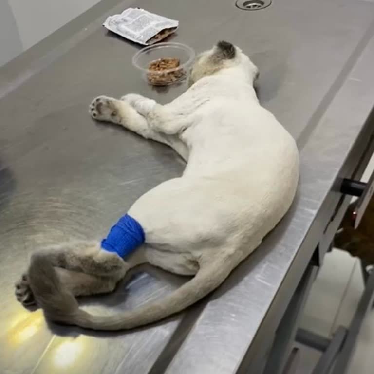 Spradon Veteriner Kliniği 24 Saat Geçmesine Rağmen Kedim Hala Kendine Gelmedi