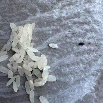 Yayla Markalı Pirinçte Ölü Böcek Bulunması Ve Hijyen Şikayeti