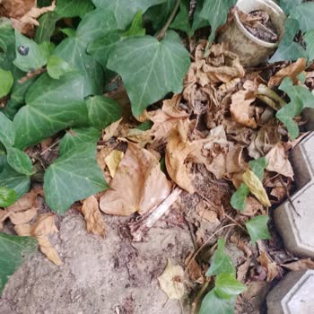 Begonya Otelde Hijyen Sorunları Ve Rezervasyon İptali Reddi