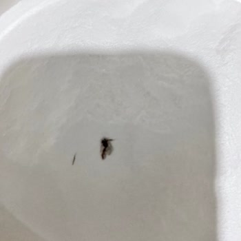 Vanilinli Krem Şanti Paketi İçinde Böcek Bulundu