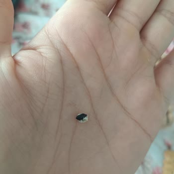 Tempo Bisküvi İçinde Fare Dışkısı Bulundu
