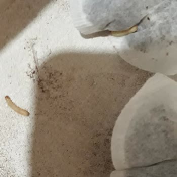Şok Marketler Deren Bergamotlu Çayda Yapışık Ve Kurtlu Poşetler