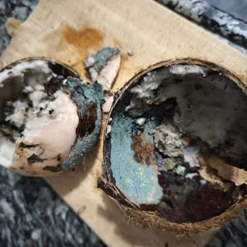 Migros Şubesinde Küflenmiş Hindistan Cevizi Satışı Halk Sağlığını Tehdit Ediyor