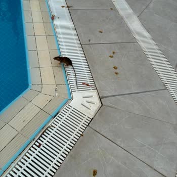 Havuzda Fare Görülmesi Nedeniyle Hijyen Endişesi Ve İade Talebi