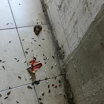 Cam Önünde Tekrarlayan İnsan Atıkları Ve Hijyen Sorunu