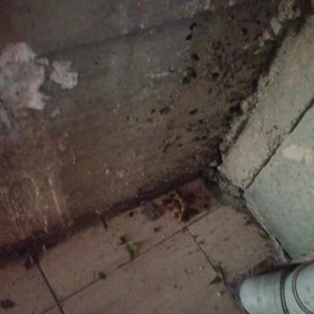 Cam Önünde Tekrarlayan İnsan Atıkları Ve Hijyen Sorunu