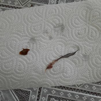 Koska Çilek Reçelinde Kuş Tüyü Ve Yaprak Parçası Bulundu