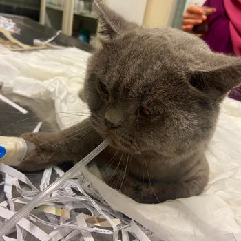 Mint Veteriner Kliniği İhmali Ve Yanıltıcı Tedavileri