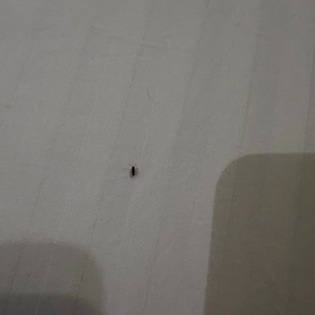 Livia Hotelde Oda Ve Kahvaltı Hijyeninde Aşırı Kirlilik