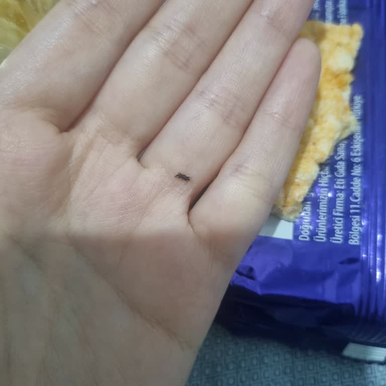 Eti Gong Paketi İçinde Böcek Şoku