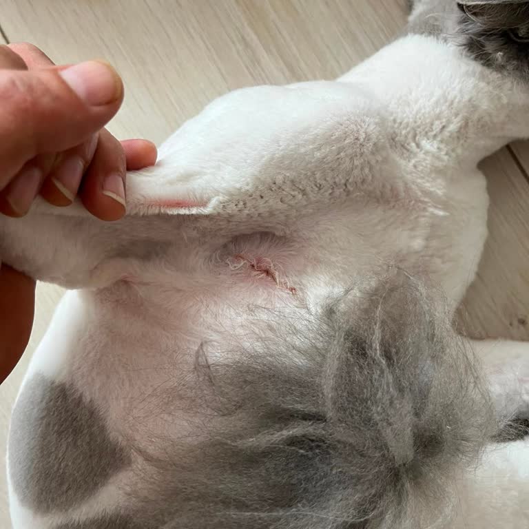 Veteriner Kliniğinde Anestezi Altında Kedime 8 Santimetre Uzunluğunda Kesik