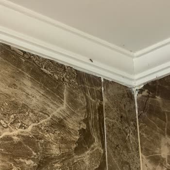 Giriş Gecikmesi Otelde Böcek Ve Hijyen Sorunları Ve Jolly Tur'ün İlgisizliği