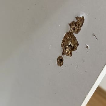 Sunta Lam İddiası Yanıltıcı, Düşük Kaliteli Ürün Teslim Edildi