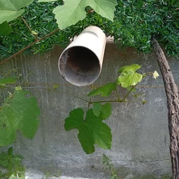 Balkondaki Çamaşır Makinesi Drenajı Bahçeye Akıyor, Kedi Ölümleri Ve Sağlık Riski Oluşturuyor