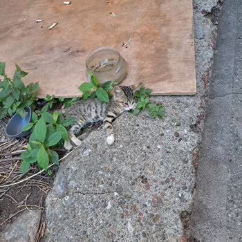 Balkondaki Çamaşır Makinesi Drenajı Bahçeye Akıyor, Kedi Ölümleri Ve Sağlık Riski Oluşturuyor