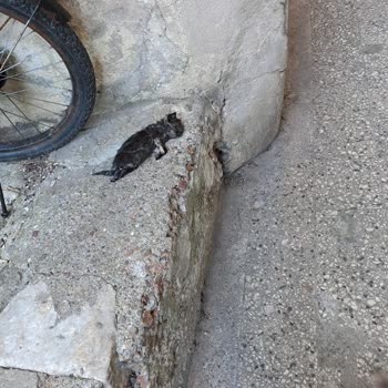 Balkondaki Çamaşır Makinesi Drenajı Bahçeye Akıyor, Kedi Ölümleri Ve Sağlık Riski Oluşturuyor