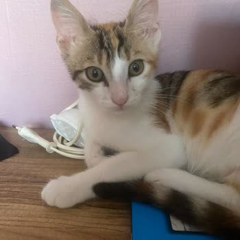 Ümraniye Belediyesi Hayvan Bakımevi'nde Kedi Tesliminde Yanıltma Ve Bilgilendirme Eksikliği