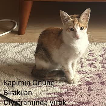 Ümraniye Belediyesi Hayvan Bakımevi'nde Kedi Tesliminde Yanıltma Ve Bilgilendirme Eksikliği