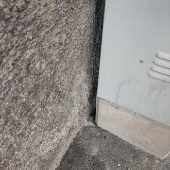 Açık Trafonun Altındaki Fare Sorunu Ve Sağlık Tehlikesi