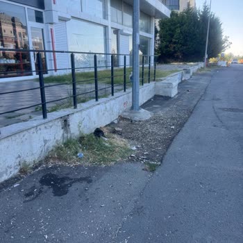 Real Tower İş Merkezi Çevresinde Çöp Ve Alkol Denetimi Talebi