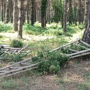 Samsun Çarşamba Hürriyet Mahallesi Asfalt Eksikliği Ve Orman Parkı Bakımsızlığına Çözüm Bekleniyor