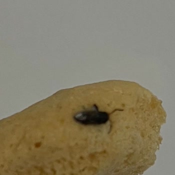 Migros’ta Satın Alınan Kedi Dili Bisküvisinde Böcek Bulunması Sağlık Riskine Neden Oldu