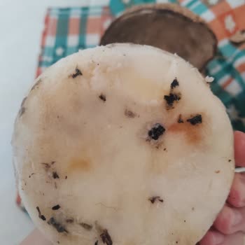 Satın Alınan Hindistan Cevizi Kırıldığında Küflenmiş Ve Kötü Kokuyordu