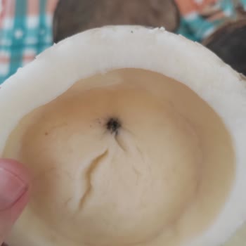 Satın Alınan Hindistan Cevizi Kırıldığında Küflenmiş Ve Kötü Kokuyordu