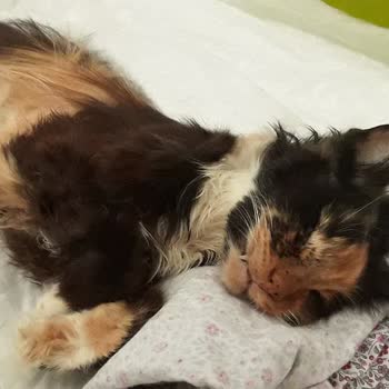 T-Vet Veteriner Polikliniği Ciddi Bir Mağduriyet Yaşadığımı Düşünüyorum