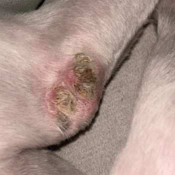 Maya Pet Otel’de Köpeğimin Yaralı Ve Kirli Teslim Edilmesi