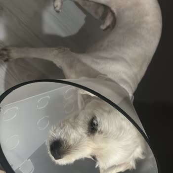 Maya Pet Otel’de Köpeğimin Yaralı Ve Kirli Teslim Edilmesi