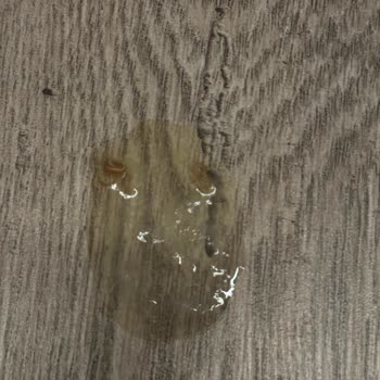 Veteriner Kliniğinde Yetersiz Muayene Ve Yanlış Tedavi Sonucu Kediler Hayatını Kaybetti