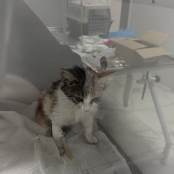 Veteriner Kliniğinde Yetersiz Muayene Ve Yanlış Tedavi Sonucu Kediler Hayatını Kaybetti