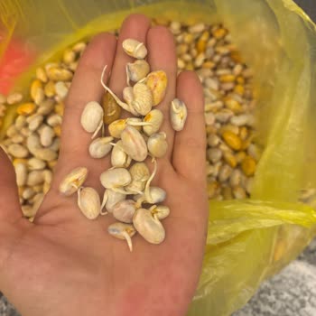 Aydın Doğal Ürünler’den Bozuk Barbunya İçin Tam İade Talebi