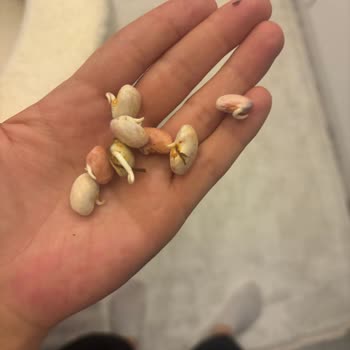 Aydın Doğal Ürünler’den Bozuk Barbunya İçin Tam İade Talebi