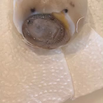 Organik Yumurtalarda Sürekli Bozulma Ve Mopaş Şubesinin İlgisiz Ve Vurdumduymaz Tutumu