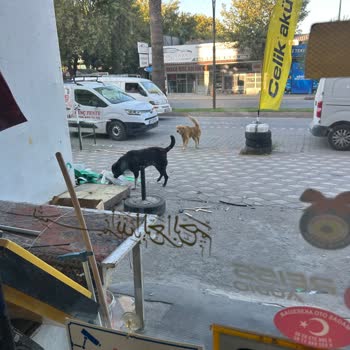 Edremit Kaymakamlığı Başıboş Ve Saldırgan Şekilde Dolaşan Bu Köpekler