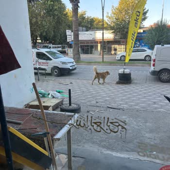 Edremit Kaymakamlığı Başıboş Ve Saldırgan Şekilde Dolaşan Bu Köpekler