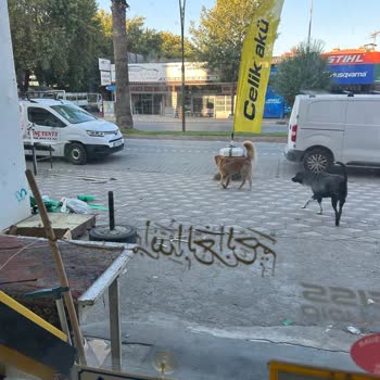 Edremit Kaymakamlığı Başıboş Ve Saldırgan Şekilde Dolaşan Bu Köpekler