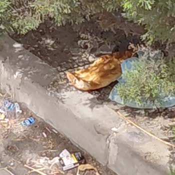 BİM Şubesinin Yükleme Alanında Çöp Birikmesi Ve Sigara İzmaritleri