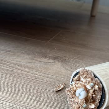 Genç Odası Takımının Ayağı Kırıldı, İade Talebi Reddedildi