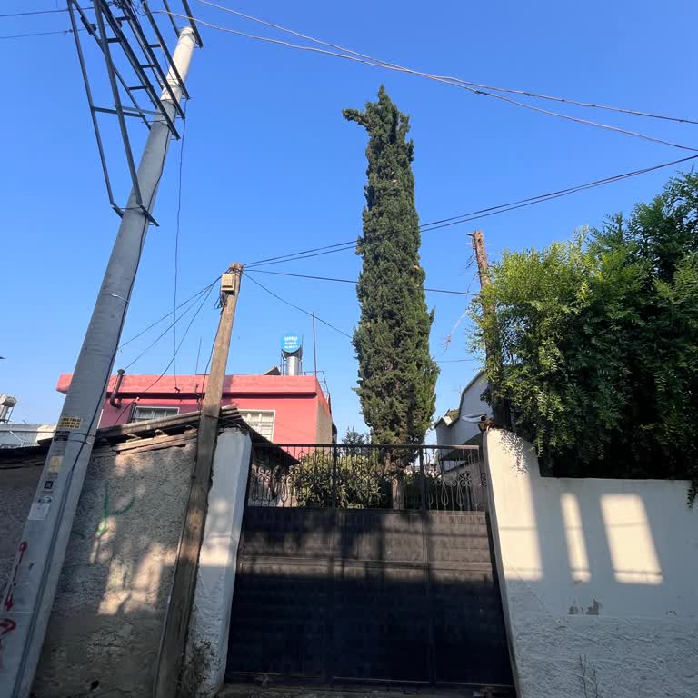 Yüreğir'de Elektrik Hattına Yakın Tehlikeli Ağaç Kesilmesi Talep Ediliyor