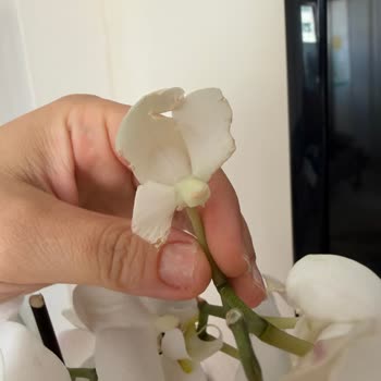 Kusurlu Orkide Gönderildi, İade Talebim Kabul Edilmedi