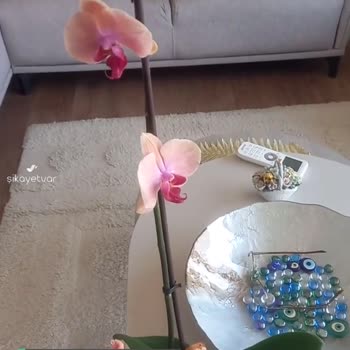 Hızlı Çiçek | Hizlicicek.com Orkide 1 Gün İçinde Soldu