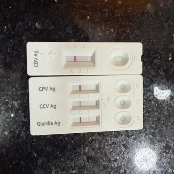 Sağlık Garantisi Olmadan Satılan Yavru Köpek Ve Giardia Nedeniyle Ölümü Telafi Talebi