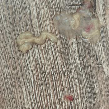 Sağlık Garantisi Olmadan Satılan Yavru Köpek Ve Giardia Nedeniyle Ölümü Telafi Talebi